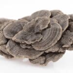Coriolus Versicolor: Medicinal Mushroom Benefits